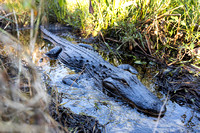 Cover - Gator Options